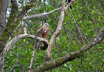 Red Kite