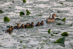 Follow the Leader! - Ducklings and Mother