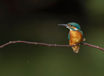 Kingfisher - Alcedo atthis