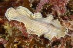 Prostheceraeus vittatus