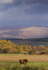 HIGHLAND COW, Grasspoint, Isle of Mull