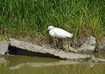Little Egret