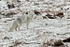Arctic fox  6379a