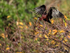 Flying Glossy Ibis with nest material, Wakodahatchee Wetlands, Florida