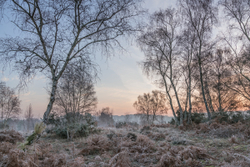 Frosty dawn above the pond.