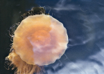 Lion's Mane Jellyfish - 2