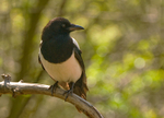 Magpie