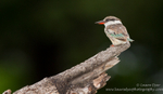 Striped Kingfisher
