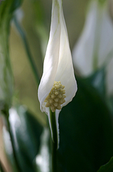 Nature portfolio