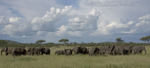 Elephant Herd