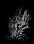 Clouded Leopard
