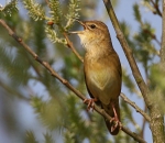 Grasshopper Warbler