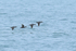 Four Harlequin Ducks flying, Husavik, Iceland
