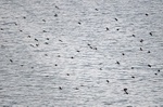 Pygmy Cormorants