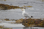 Herring Gull