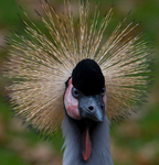 African Crowned Crane