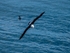 Black-browed Albatross