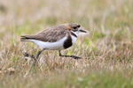 Two-banded Plover running, Carcass Island, Falklands
