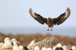 Brown Skua landing in Black-browed Albatross colony, Steeple Jason