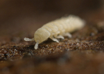 Kalaphorura burmeisteri