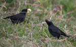 Great Myna