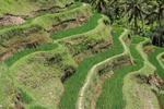 Tegalalang Rice Terrace (narrow view), Bali