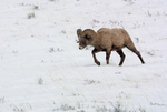 Toughing Out The Winter_0303