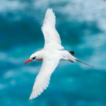 Red-tailed Tropicbird in flight, Kilauea Point, Kauai