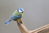 Blue Tit perched, Otterbourne, Hampshire