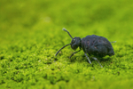 Sminthurinus niger