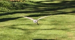 Barn Owl