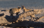 Wild cats