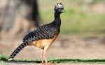 Bare-faced Curassow