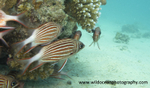 RS010: Squirrelfish