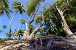 Palm Trres and their roots at Spring Bay, Bequia