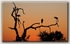 Saddlebill Stork Sunset