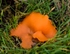 Orange Peel