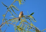 Goldfinch