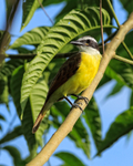 Great Kiskadee, Costa Rica