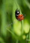 Ladybird on grass stem no.1, DSC_6815