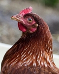 Little Red Hen