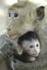 Macaque Monkeys - Thailand