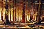 Red Hot Chilli Trees