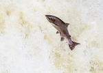 Leaping Salmon portfolio