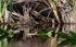 FLR006: American Alligator