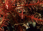 Hippolyte prideauxiana in feather star