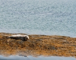 Grey Seal Uist