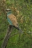European Roller - SA