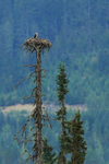 Osprey nest, Mud Creek, Blue River, British Columbia, Canada