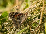 Painted Lady